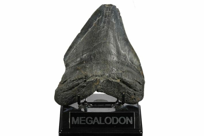 Bargain, Fossil Megalodon Tooth - South Carolina #180877